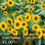 Sunflower seeds from only 1.00 euro Image 9