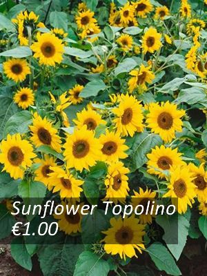Sunflower seeds from only 1.00 euro