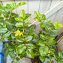 garden plants Image 3