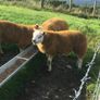 Charollais Suffolk texel and Dutch spotted rams Image 3