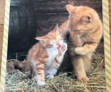 Kitten Jigsaw 500 pieces