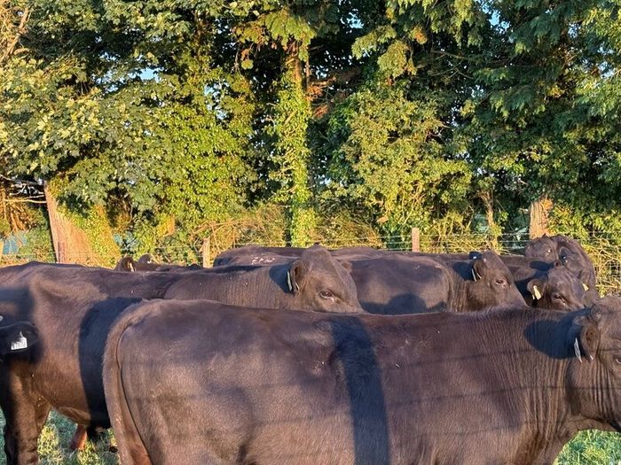12 Homebred Angus Bullocks ( 340 Kgs )