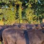 12 Homebred Angus Bullocks ( 340 Kgs ) Image 4