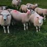 Sheep Image 9