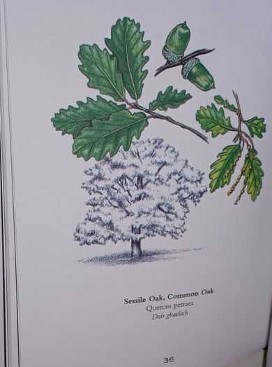 Ireland's Flora and Fauna Appletree Deluxe Editions Trees and Shrubs Wild Flowers Birds a beautiful collection of three books with lovely illustrations in excellent condition with no issues FREE STANDARD POSTAGE INCLUDED
