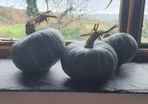 Winter Squash 'Buttercup' Irish Seeds