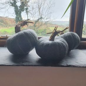 Winter Squash 'Buttercup' Irish Seeds