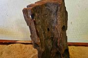 Bog Wood