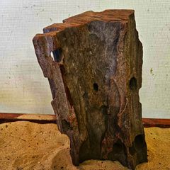Bog Wood