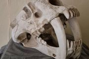 1/1 resin copy of a saber tooth cat skull.
