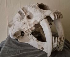 1/1 resin copy of a saber tooth cat skull.