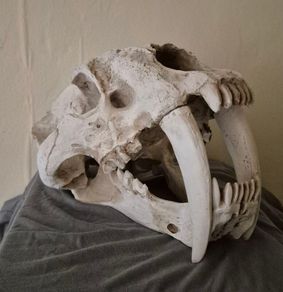 1/1 resin copy of a saber tooth cat skull.