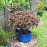 Beautiful Large Glazed Ceramic Planter and Mature Garden Shrub Image 9