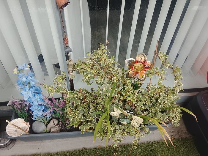 Free plant