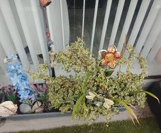 Free plant