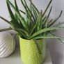 aloe vera plant Image 4