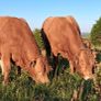 Top Quality Pedigree Registered Limousin Bulls Image 2