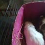 guinea pigs Image 7