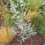 Large Garden Plant bundle 28+ plants Image 10