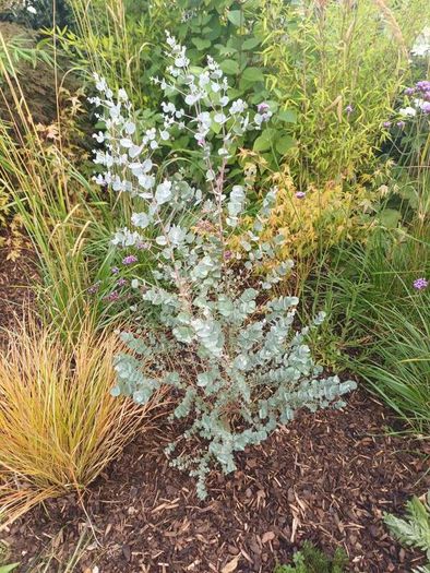 Large Garden Plant bundle 28+ plants