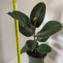 Indoor Plant Image 9