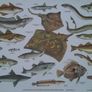 Vintage Fish Chart Prints - Sea Fishes & Freshwater Fishes Image 3