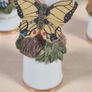 Scotland Direct Butterfly thimble set collection x 15 Sutherland England vintage Image 3