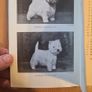 The West Highland White Terrier. By D. Mary Dennis. VINTAGE 1976 Hardback With Dustjacket Image 8
