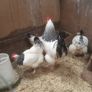 Pullets/hens/roosters/point of lay/ Image 5