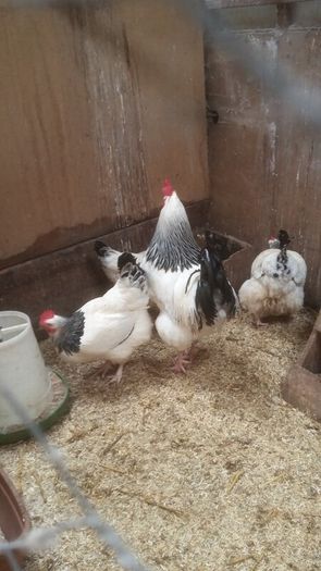 Pullets/hens/roosters/point of lay/