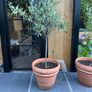Olive tree x 2 Image 3