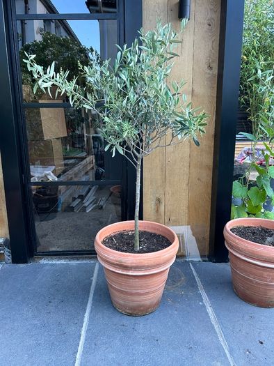 Olive tree x 2