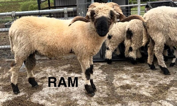 Pedigree Blacknose ewe due to lamb end August 2026
