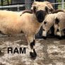 Pedigree Blacknose ewe due to lamb end August 2026 Image 3