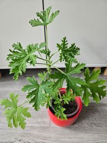 Scented geranium plant