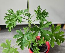 Scented geranium plant