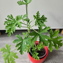 Scented geranium plant
