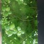 aquarium plants Image 3