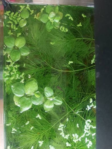 aquarium plants