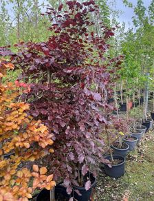 Trees for Sale