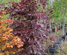 Trees for Sale