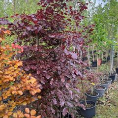 Trees for Sale