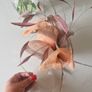 fascinators Image 5