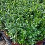Box Hedging Image 4
