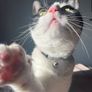 cat for adoption Image 5