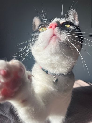 cat for adoption