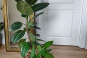 Large Rubber Plant Ficus elastica plant in the ceramic pot