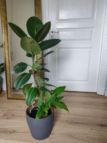 Large Rubber Plant Ficus elastica plant in the ceramic pot