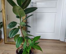 Large Rubber Plant Ficus elastica plant in the ceramic pot