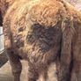 4 top quality suckler bred bull Weanlings for sale Image 4